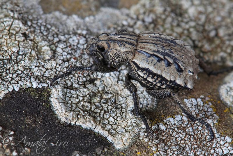 Brachyceridae: Brachycerus undatus e Brachycerus albidentatus